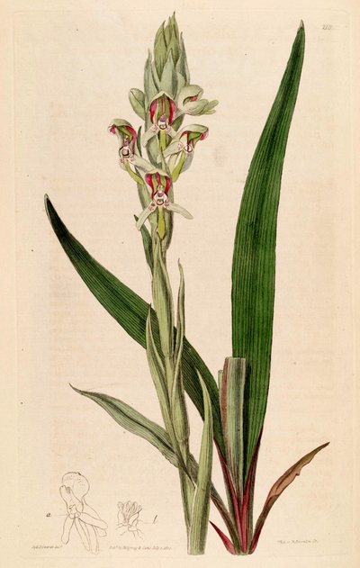 Illustrazione di Disa cernua (come sin. Disa prasinata) da Jams  Watts